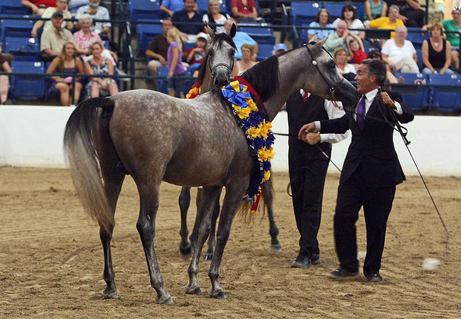 Dapple-grey Arabian stallion wearing a floral garland in a show ring